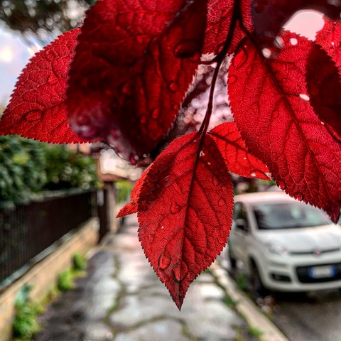 red