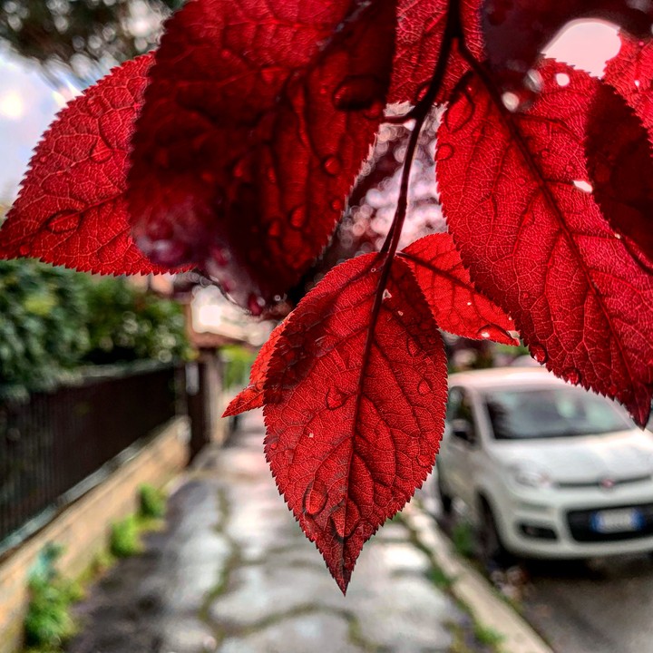 red