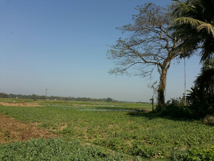 Rural Landscape