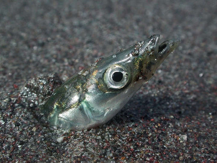Enguia-de-areia (Ammodytes hexapterus)