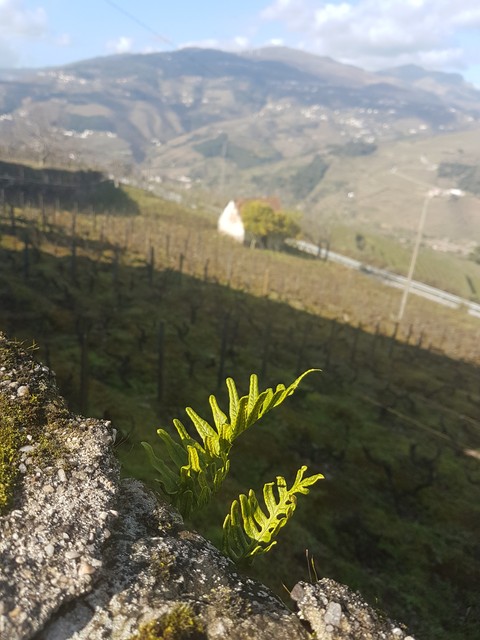 #green #leaf #landscape