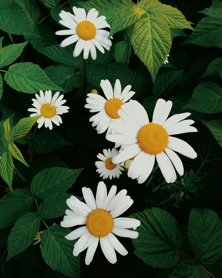 Chamomile