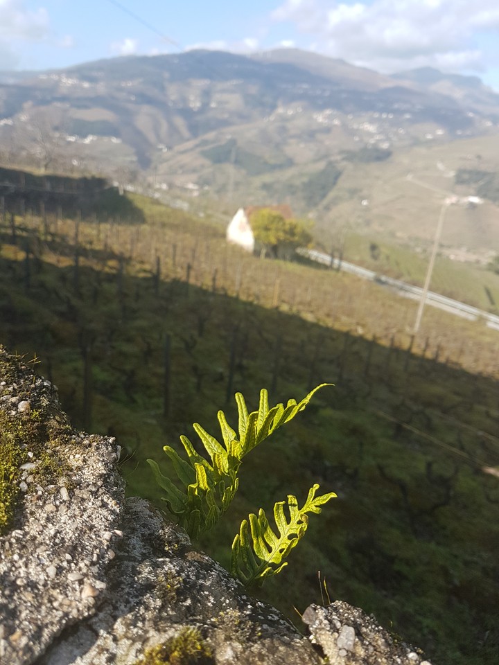 #green #leaf #landscape