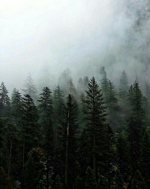 forest