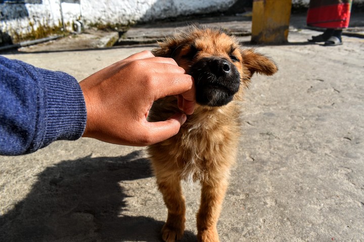 Dog