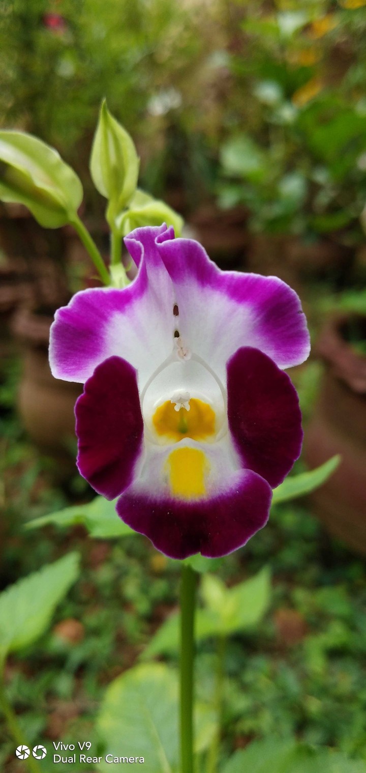 Little Flower