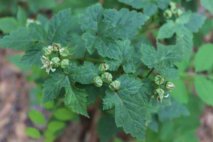 숲