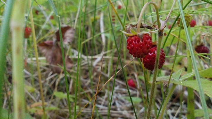 berry