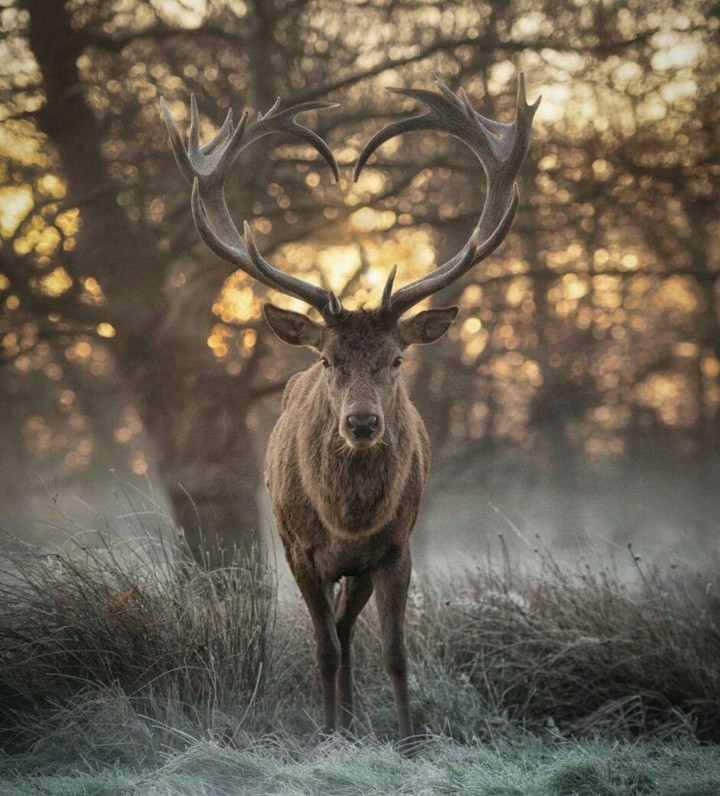 DEER LOVE