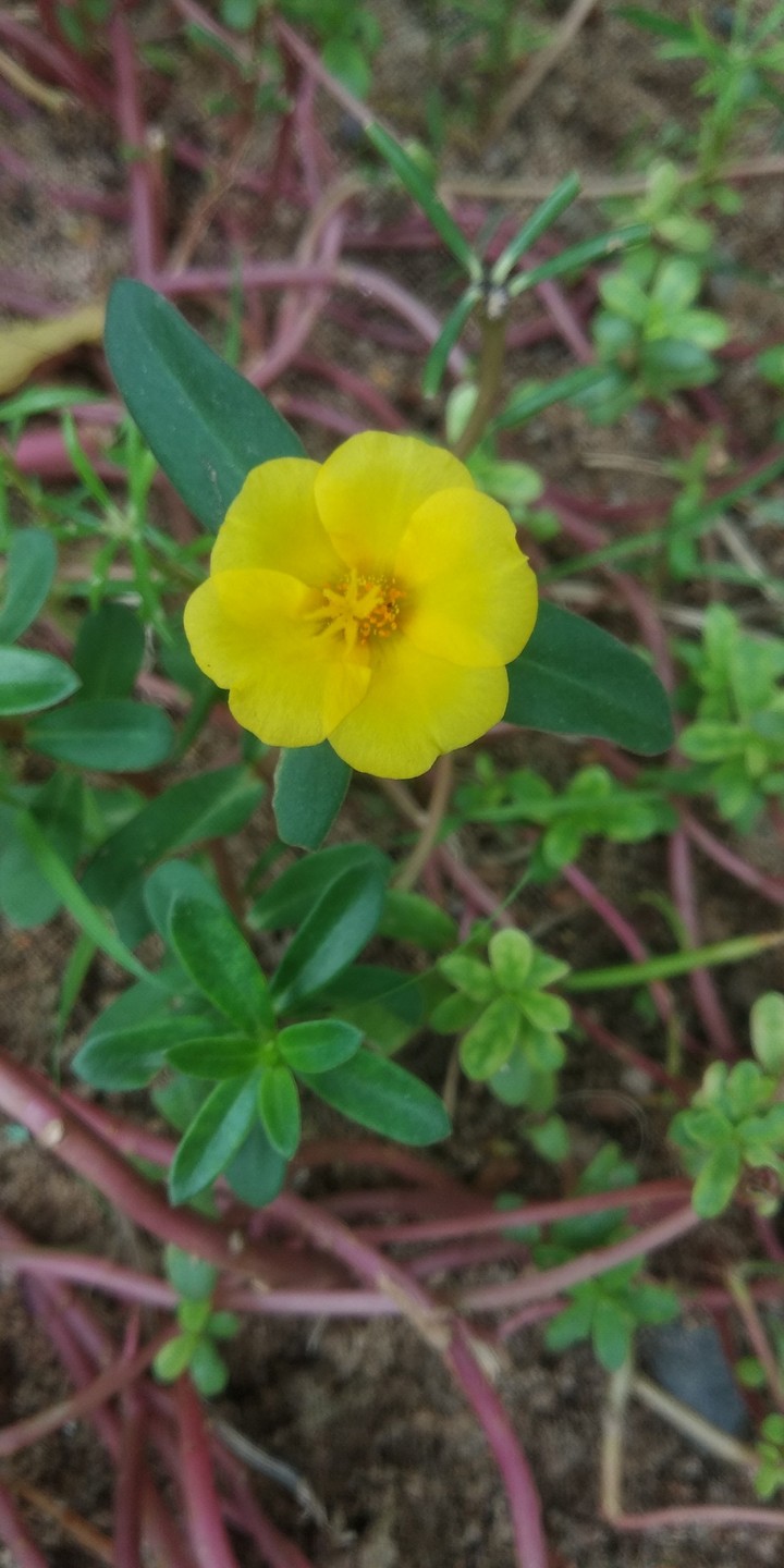 yellow flower