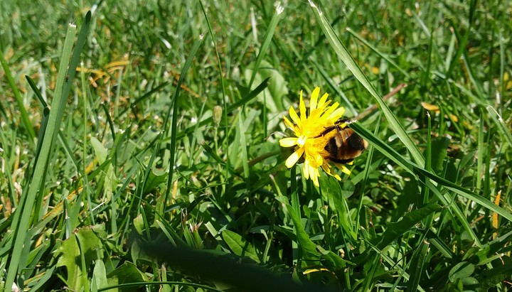 Beelieve
