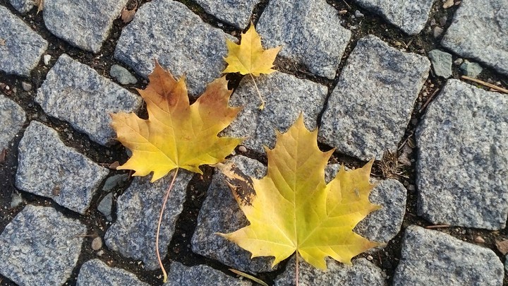 leaves <3