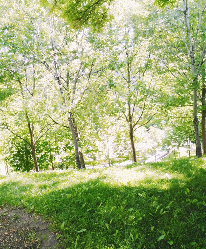 trees