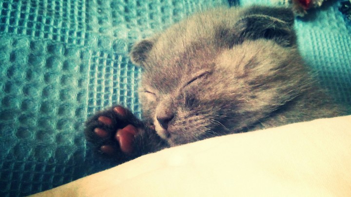 my little cat