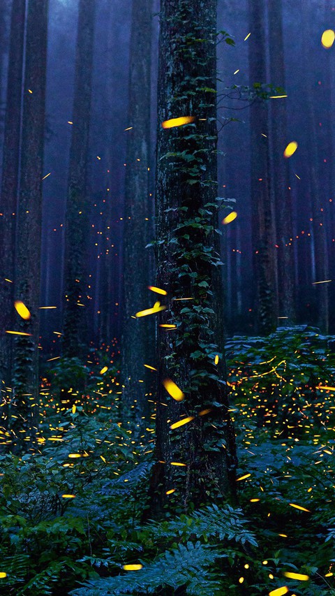 floresta