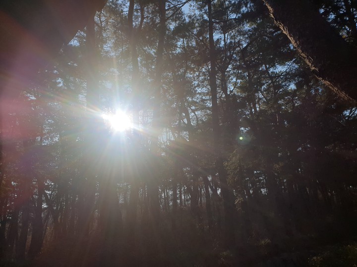 tree between lights