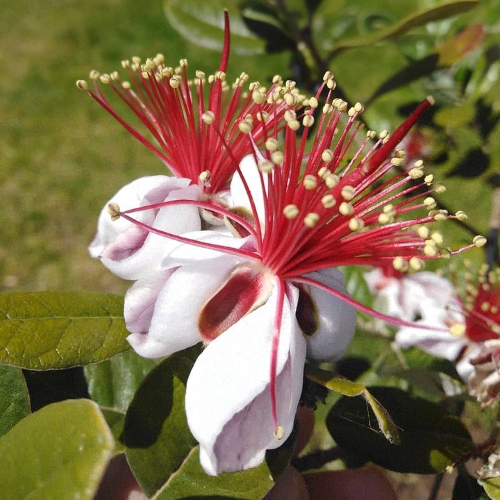 fleurs
