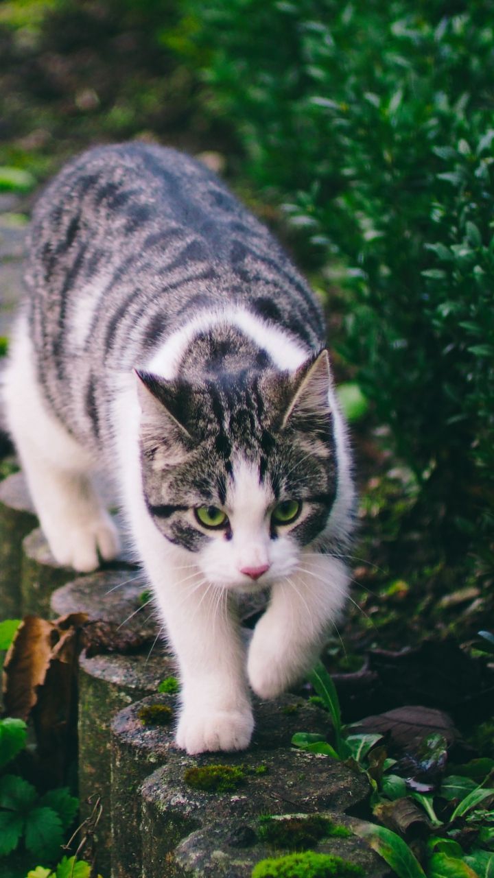 Cat ?
