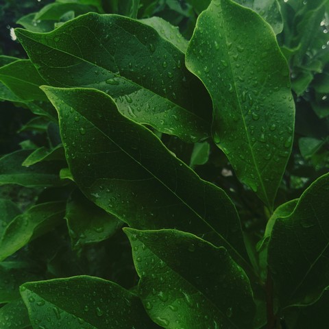 Rain