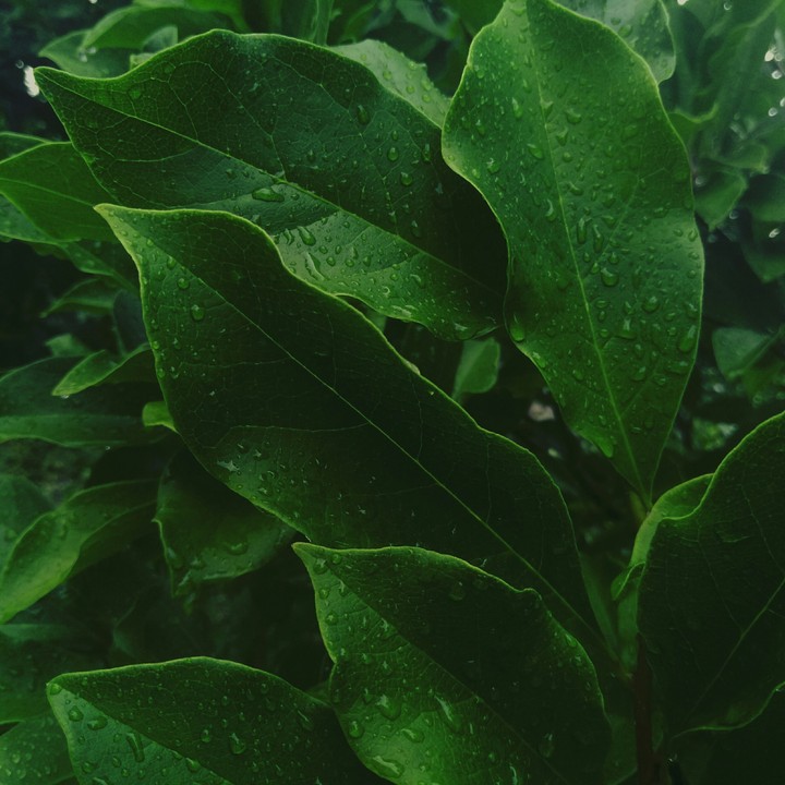 Rain
