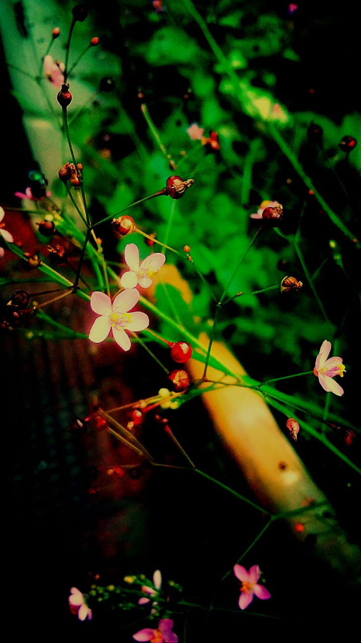 tiny little flower