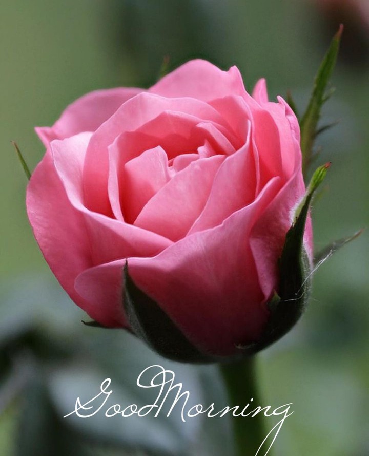 Good morning