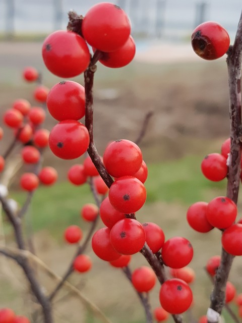 sfondi berry, rowan