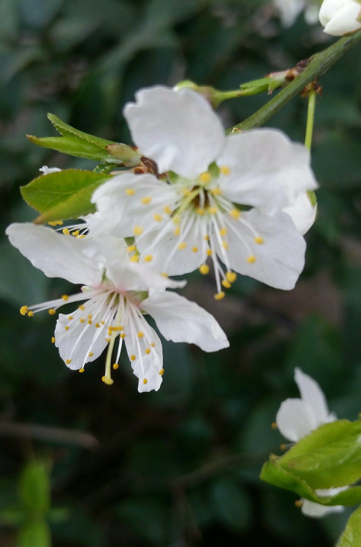 springtime