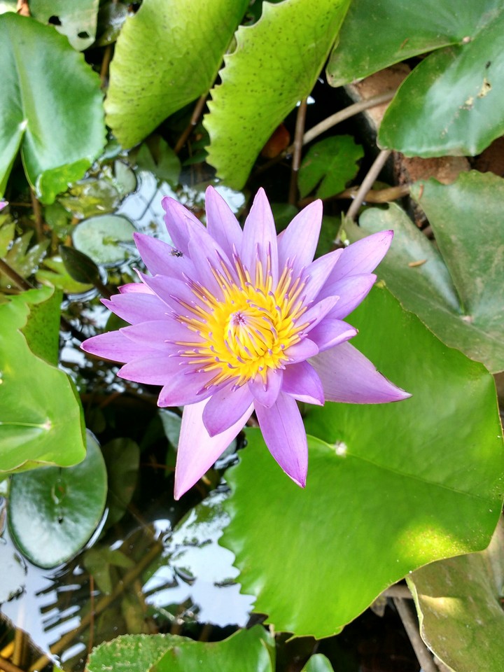 lotus
