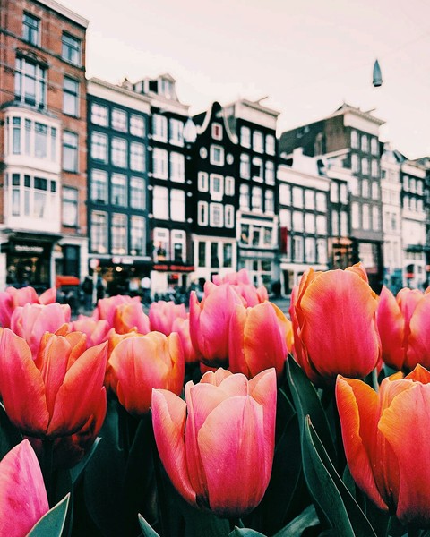 tulips
