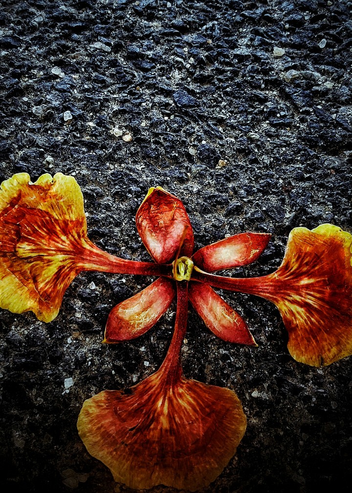 black road and red flower