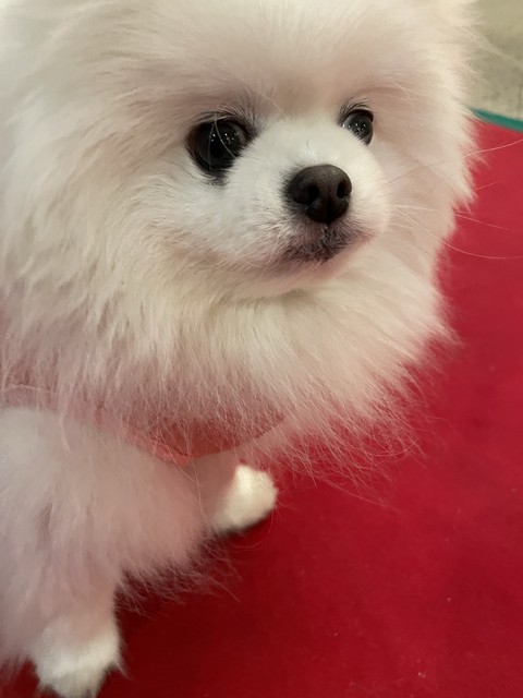 ταπετσαρίες whiskers, dog