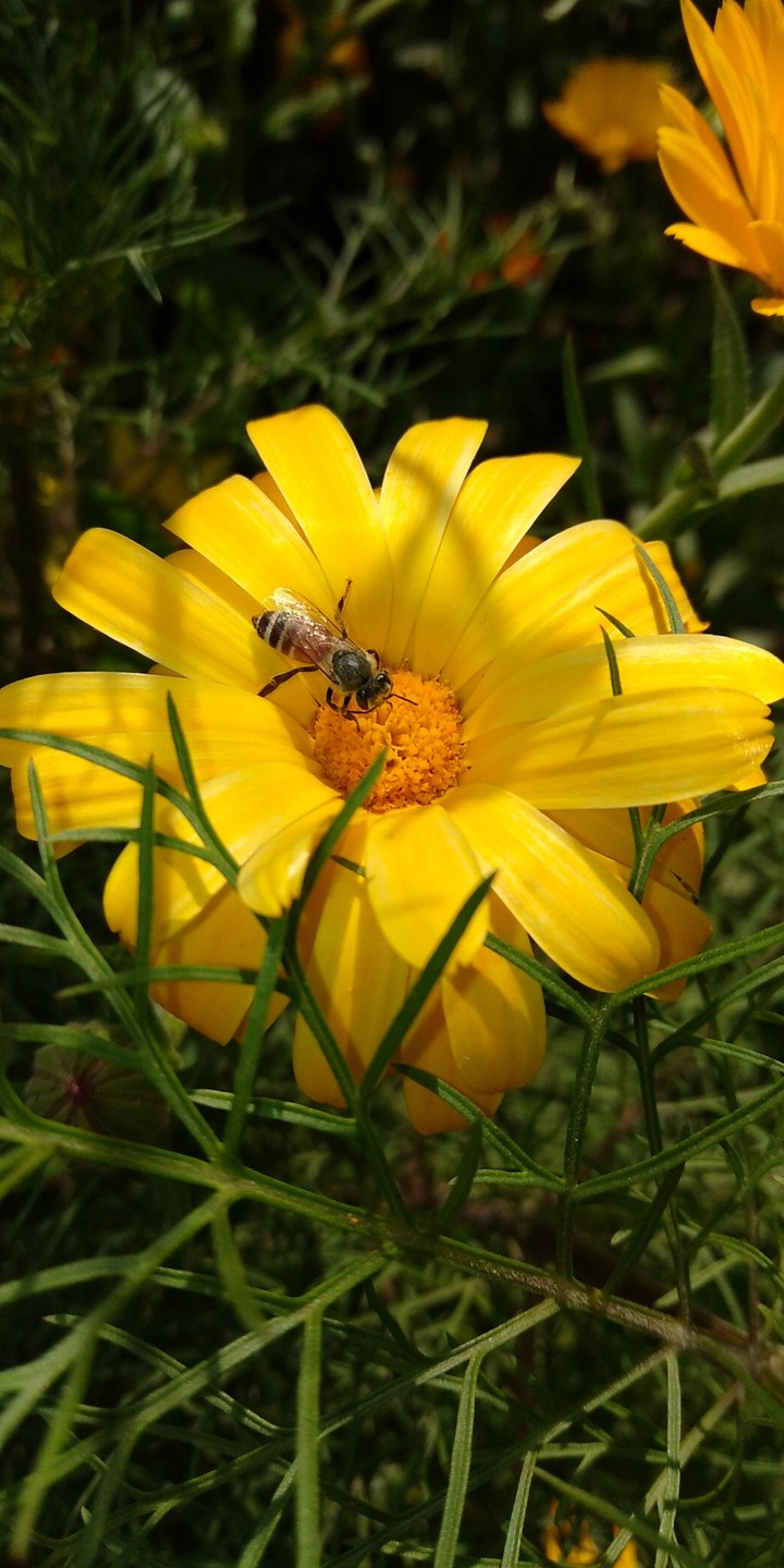 flowers
