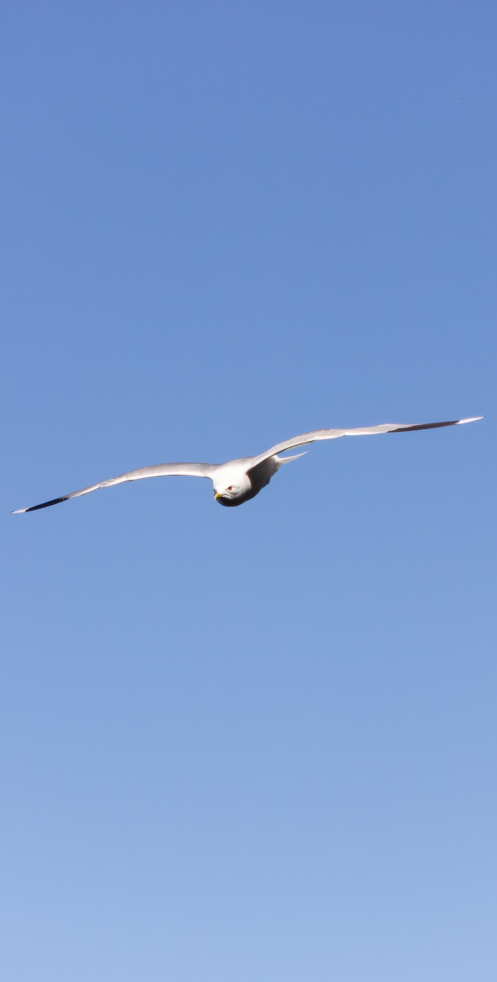 sea gull
