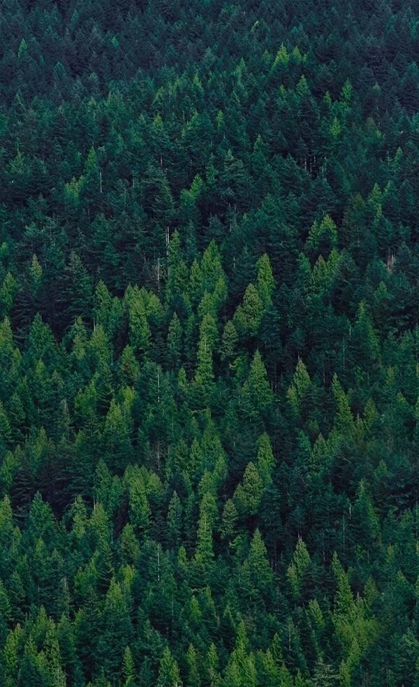 bosque