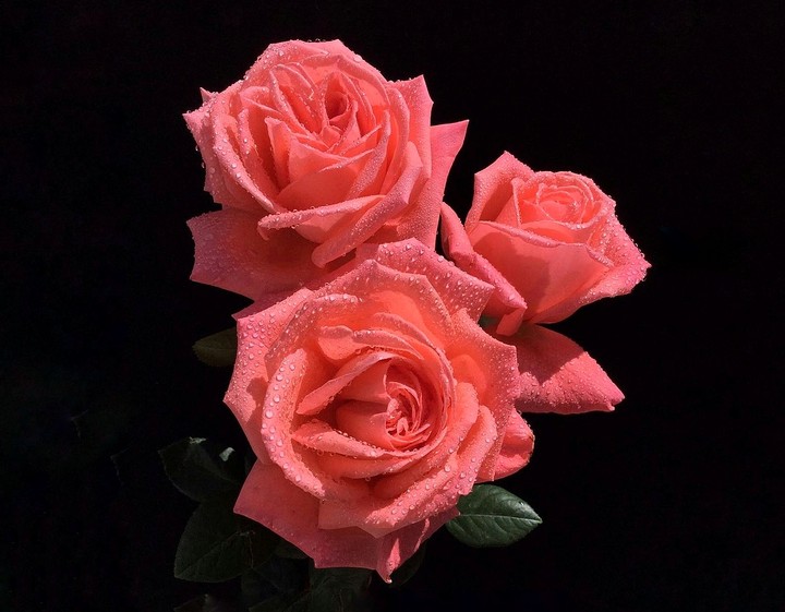 Roses