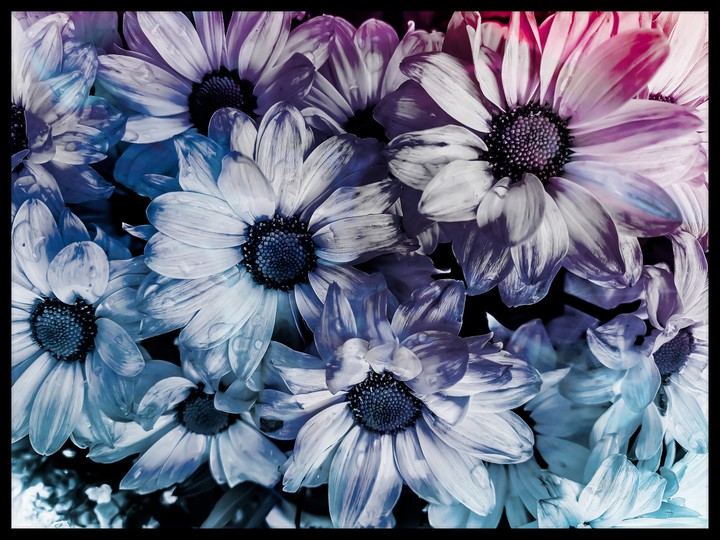 Colorful flowers