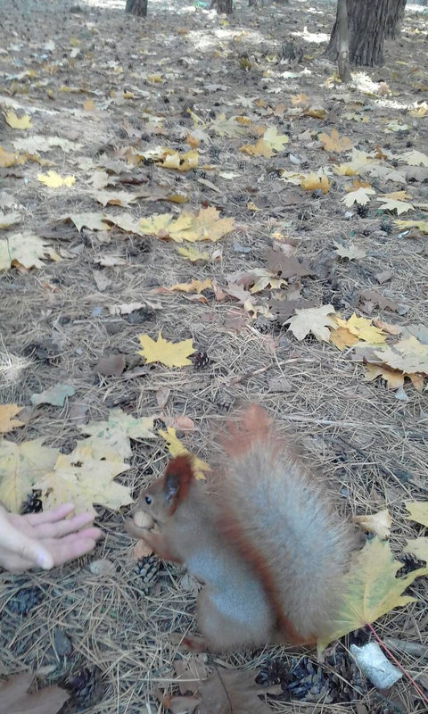 белка