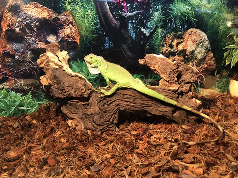 игуана на солнышке