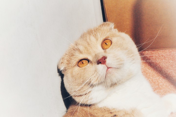 My love cat