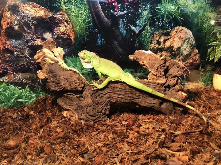 игуана на солнышке
