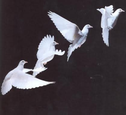 fondos de pantalla bird, seabird