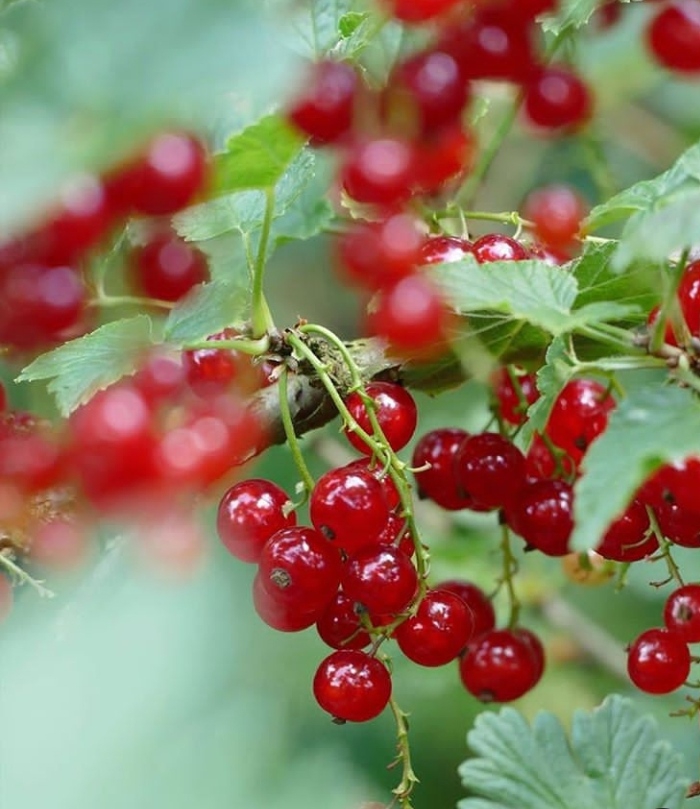 Berry