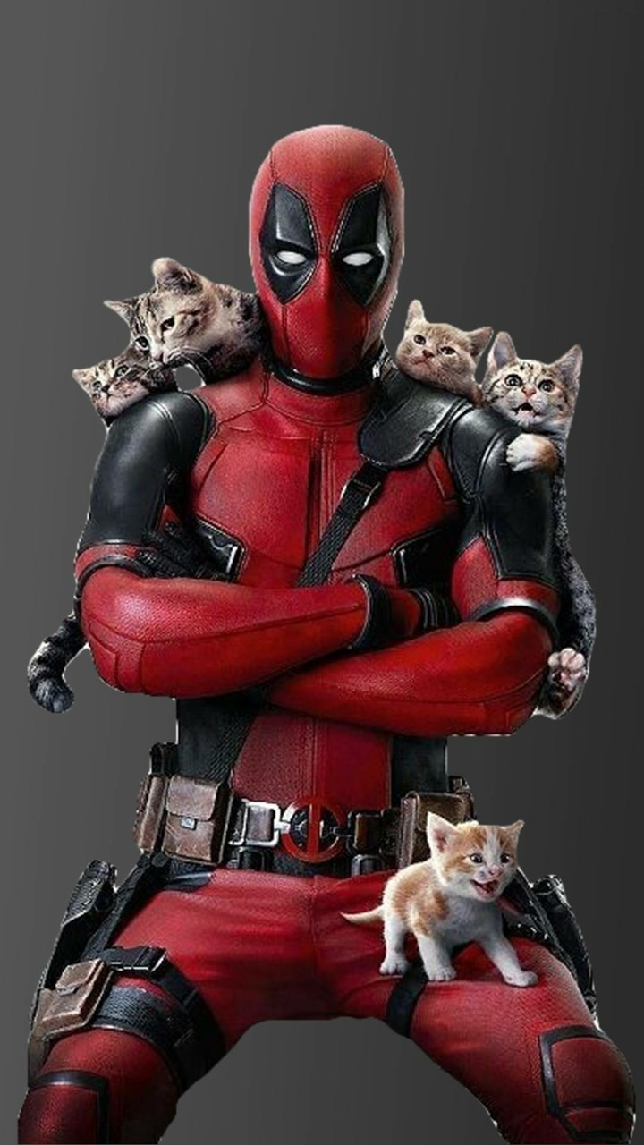 deadpool kitten