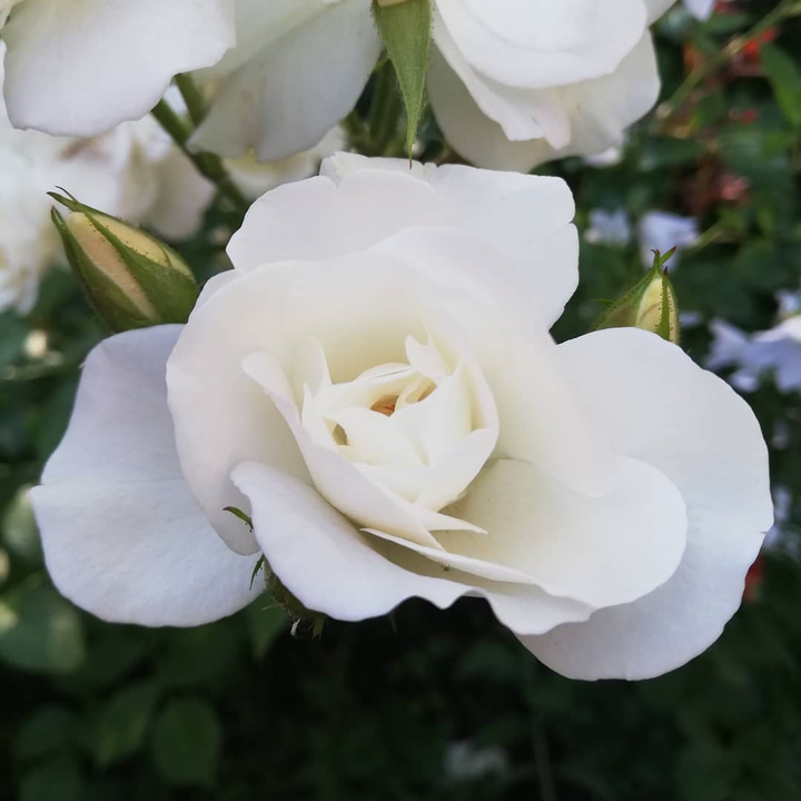 White rose
