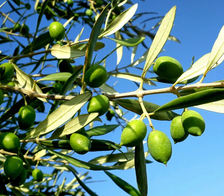 Olive