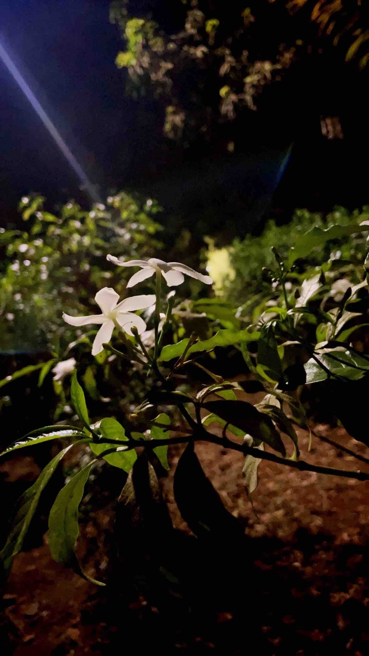 night#lowlight