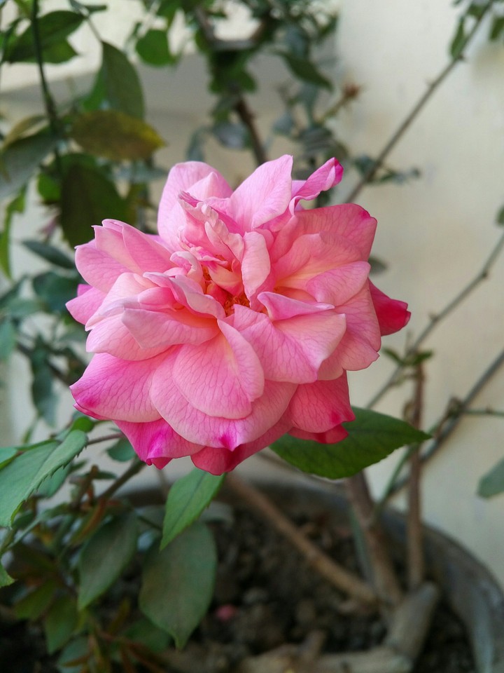 Pink Rose