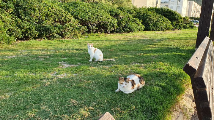 Cat's