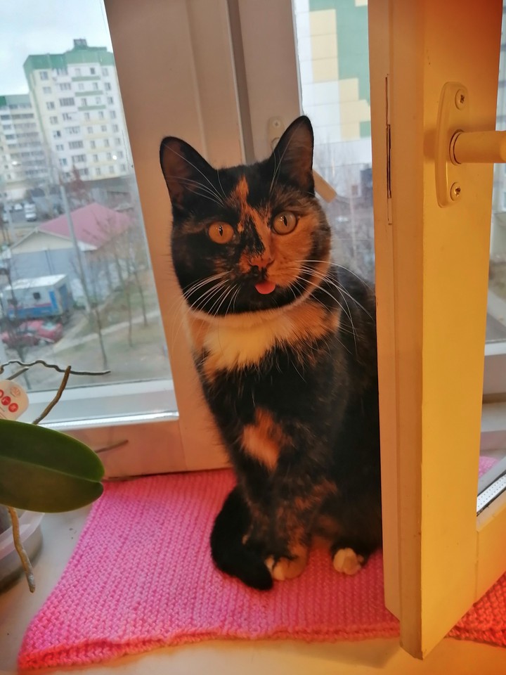 kitty